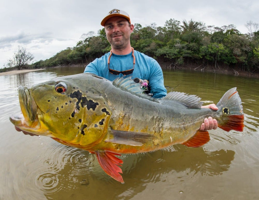Angler holding a large peacock bass after fly fishing in a shallow Brazilian river with a forested shoreline