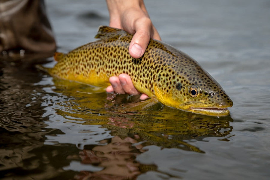 Angler holding a brown trout at the water’s surface on the Bighorn River, Montana during a fly fishing trip