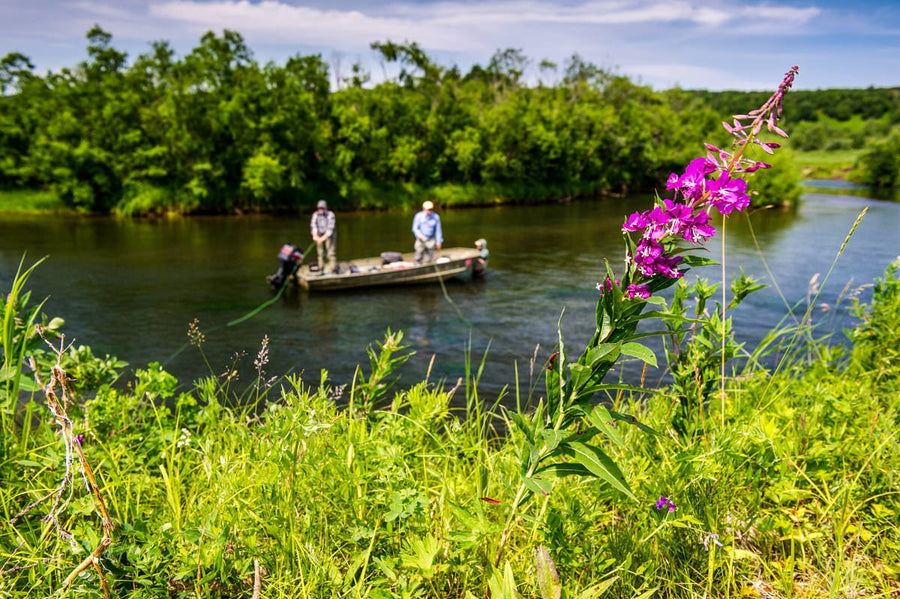 Two fly fishers standing in a drift boat on a calm river with a pink wildflower in the foreground and a tree-lined bank