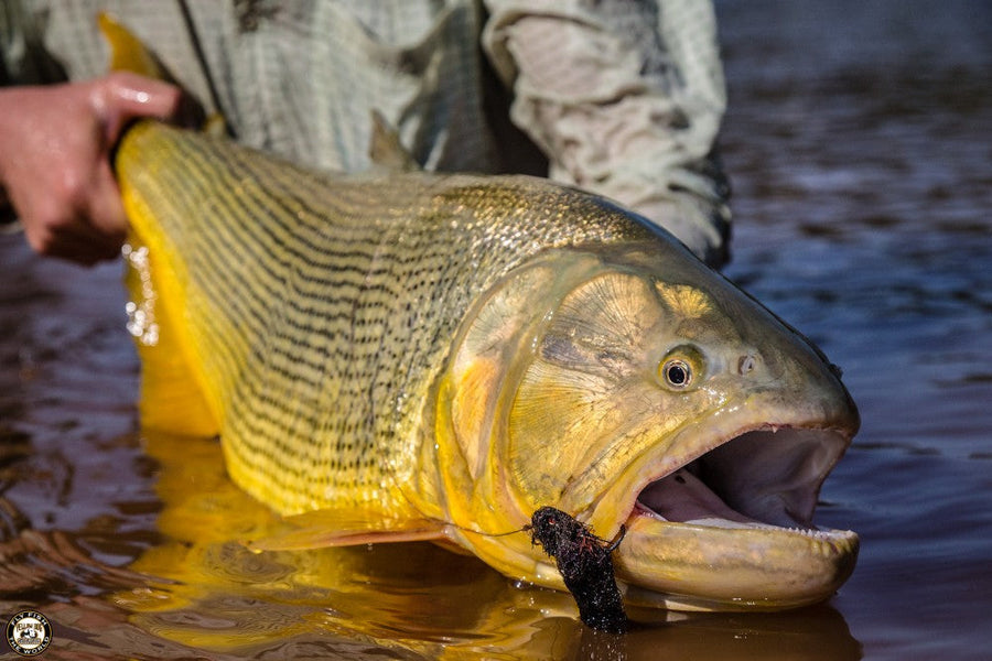 Angler holding a large golden dorado with a black fly in its mouth in shallow brown river water during a fly fishing trip