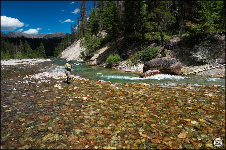 Angler fly fishing in clear shallow river with multicolored rocky bed and pine-covered canyon in the Bob Marshall Wilderness