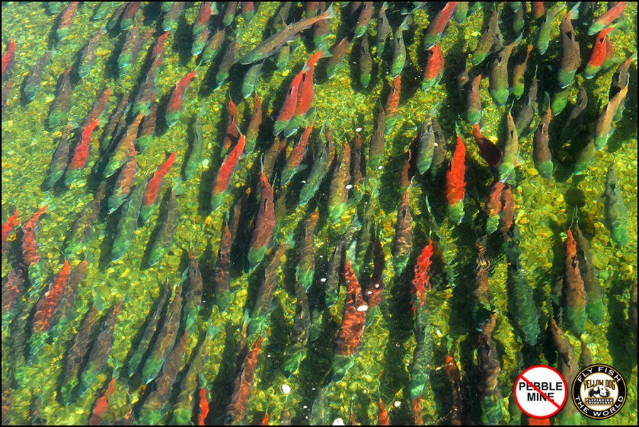 Aerial view of spawning sockeye salmon in clear shallow water with a No Pebble Mine badge and Yellow Dog logo