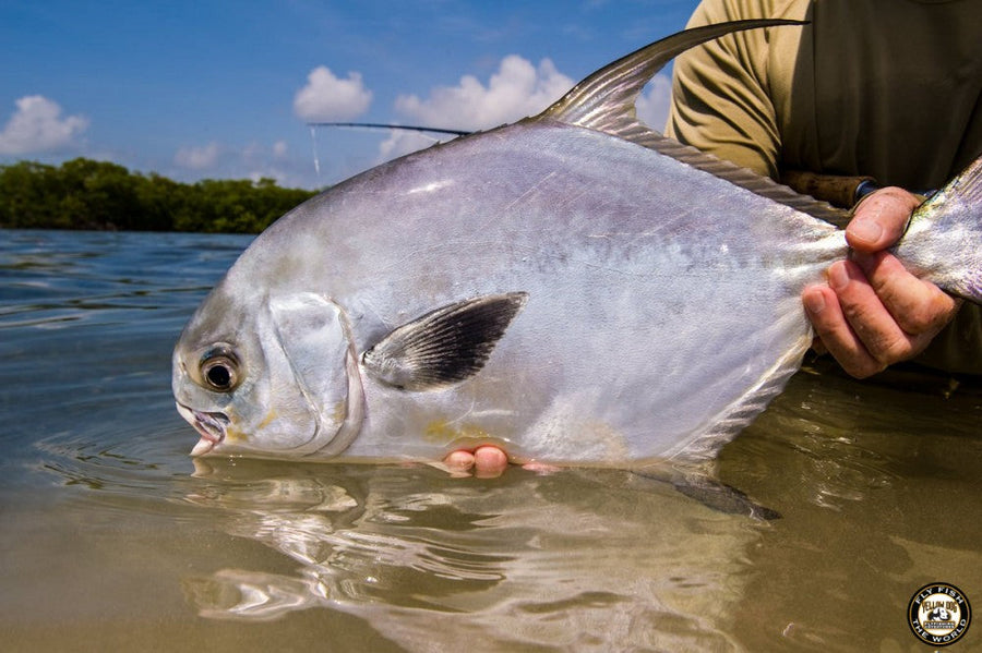 Angler holding a permit in shallow Belize flats water near mangroves under blue sky