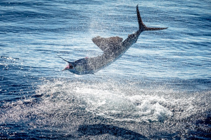 Blue marlin leaping from the ocean during a fly-fishing trip