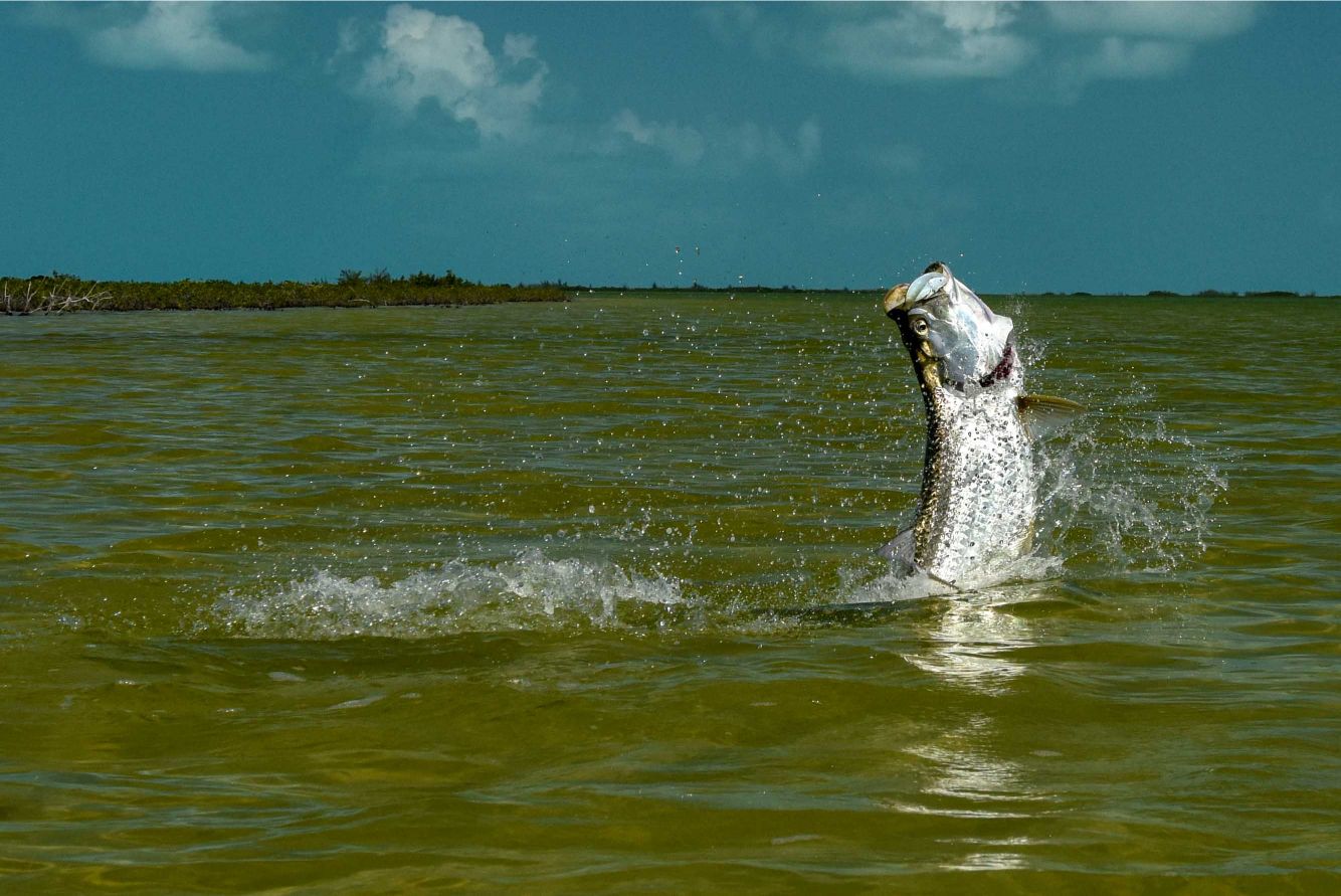 Tarpon jumping from coastal water near a mangrove shoreline under a cloudy sky
