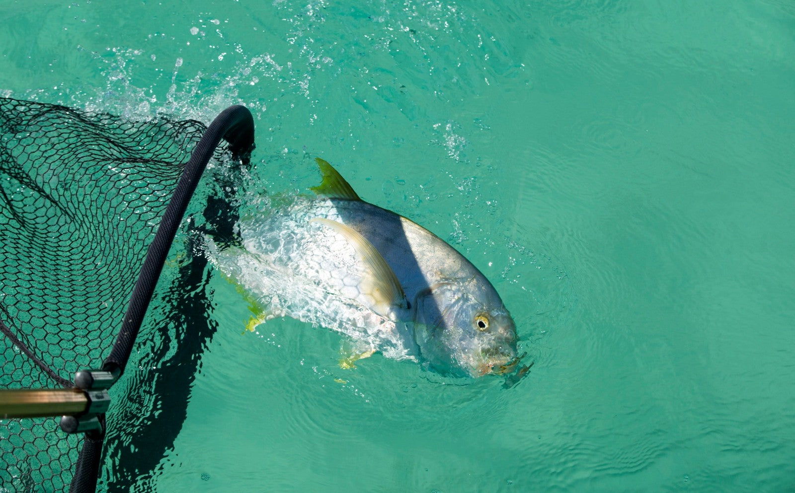 Silver fish being lifted in a landing net from turquoise saltwater