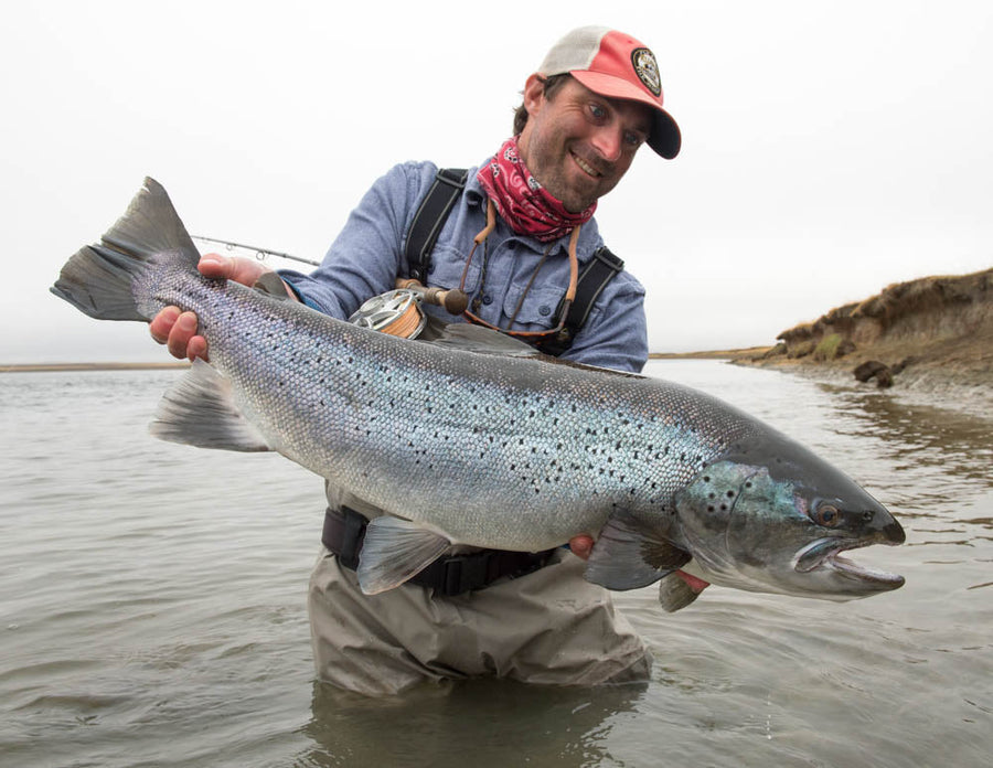 Angler holding a large sea-run brown trout while fly fishing, waist-deep in a shallow river with a grassy bank in the background