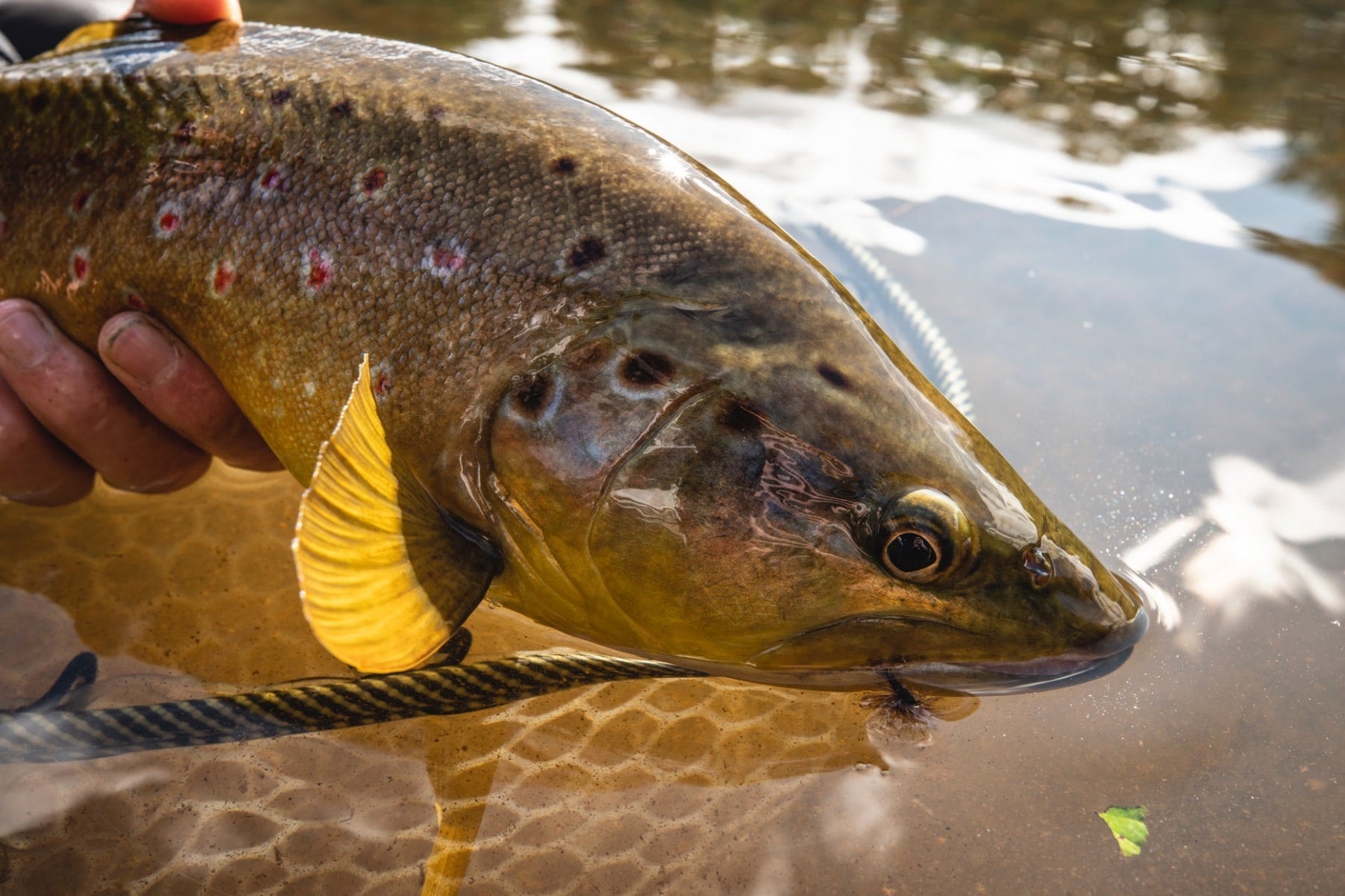Close-up of a large spotted fish showcasing golden fins and dark markings with a hand holding it in shallow water