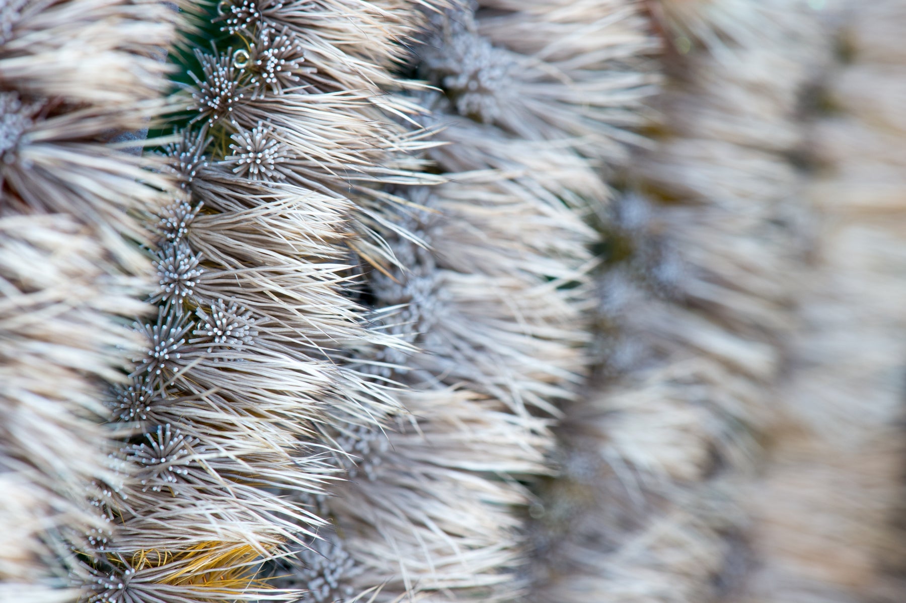 Close-up of spruce moth flies showcasing pale, bushy hackle fibers against a blurred background