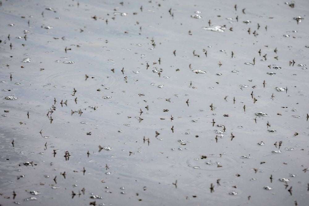 Blue-winged olive mayflies covering the surface of calm water
