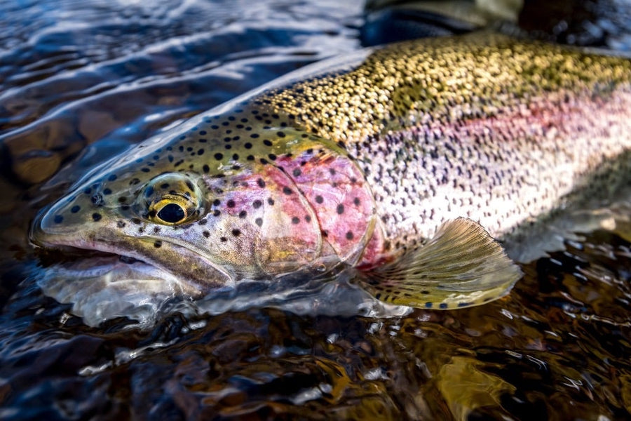 Close-up of a rainbow trout in clear river water, showing iridescent pink lateral stripe and black spots