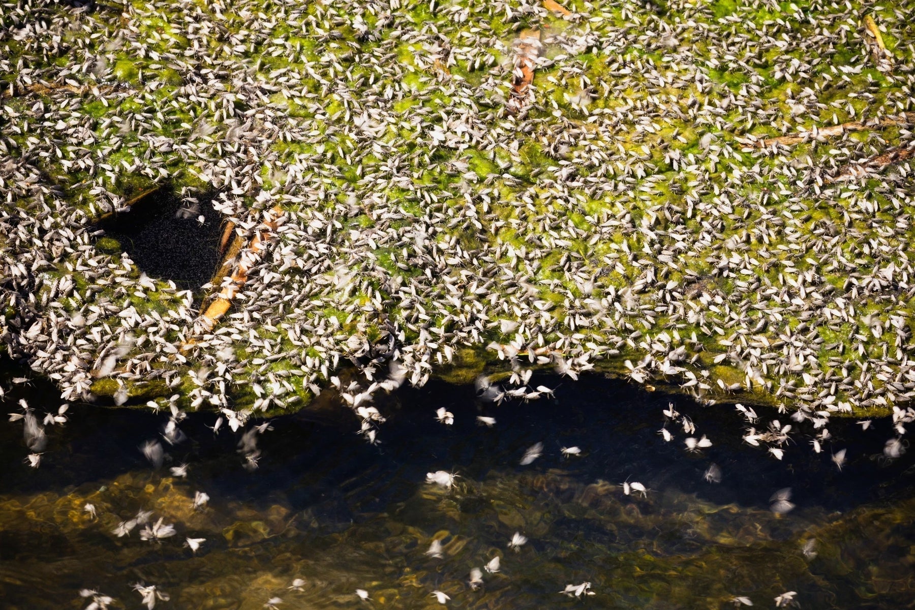 Mothers Day caddis flies swarm across algae along a stream