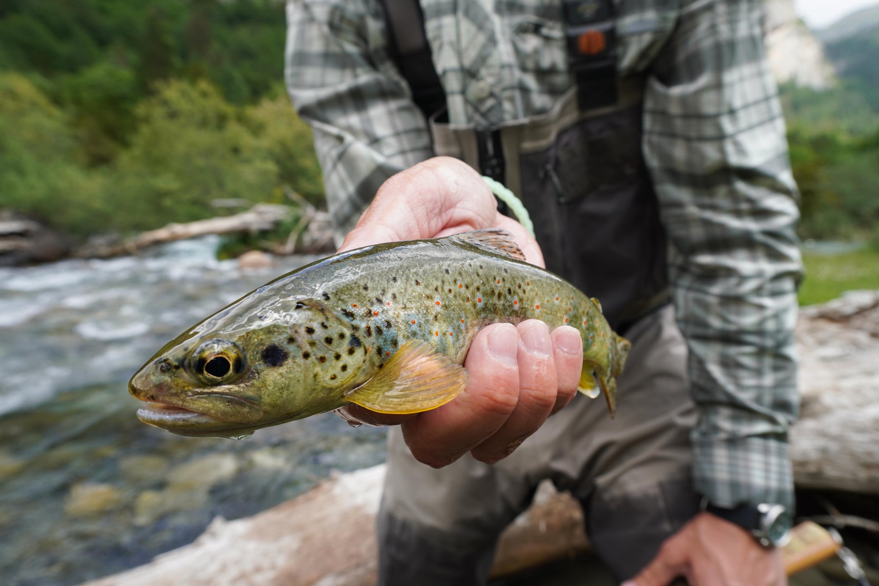 Fly fisher holding a spotted trout beside a flowing river