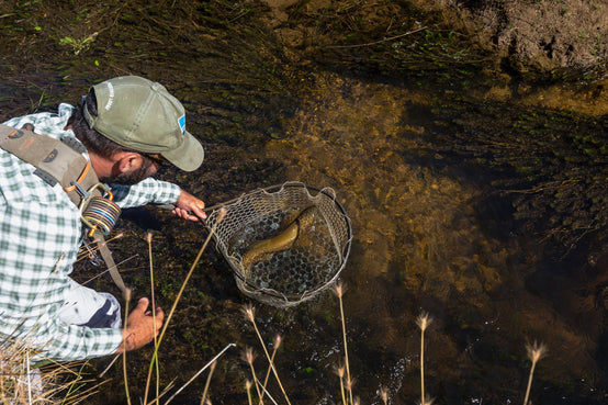 Fly fisher holds a trout in a landing net in a shallow Patagonian stream
