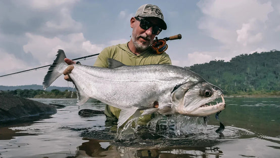 Fly fisher holds a large silver fish in a jungle river with a fly rod resting on his shoulder