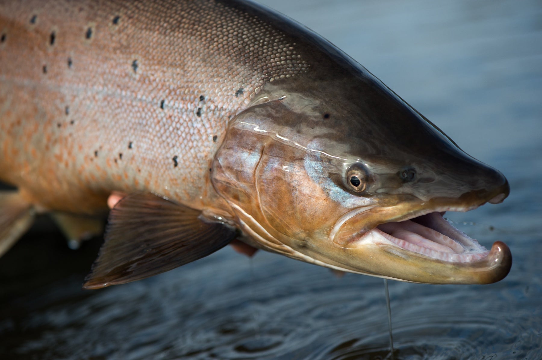 Close-up of a trophy trout showcasing spotted scales and an open mouth above the water