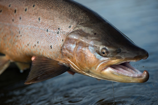 Close-up of a trophy trout showcasing spotted scales and an open mouth above the water