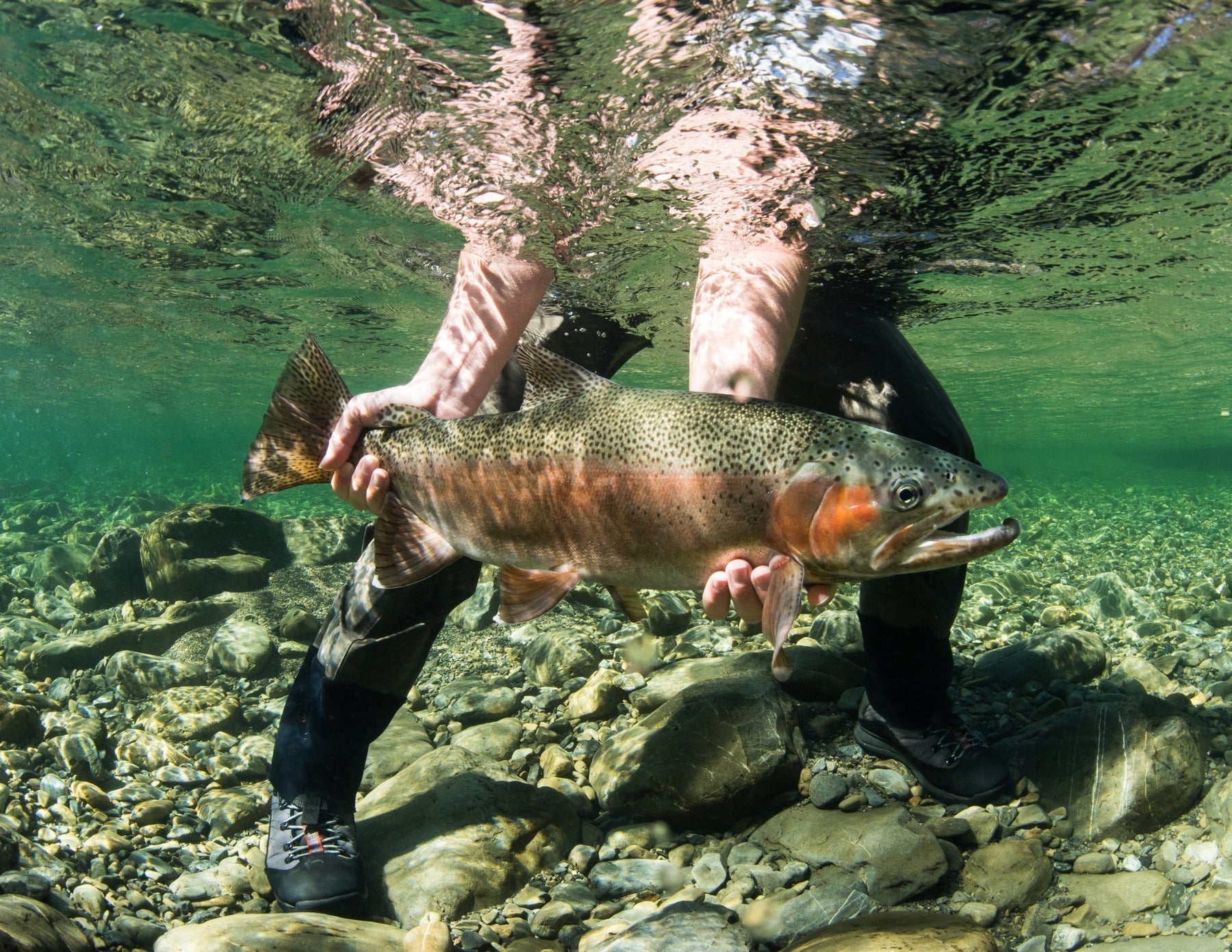 Angler holds a large spotted fish underwater in a clear, rocky river