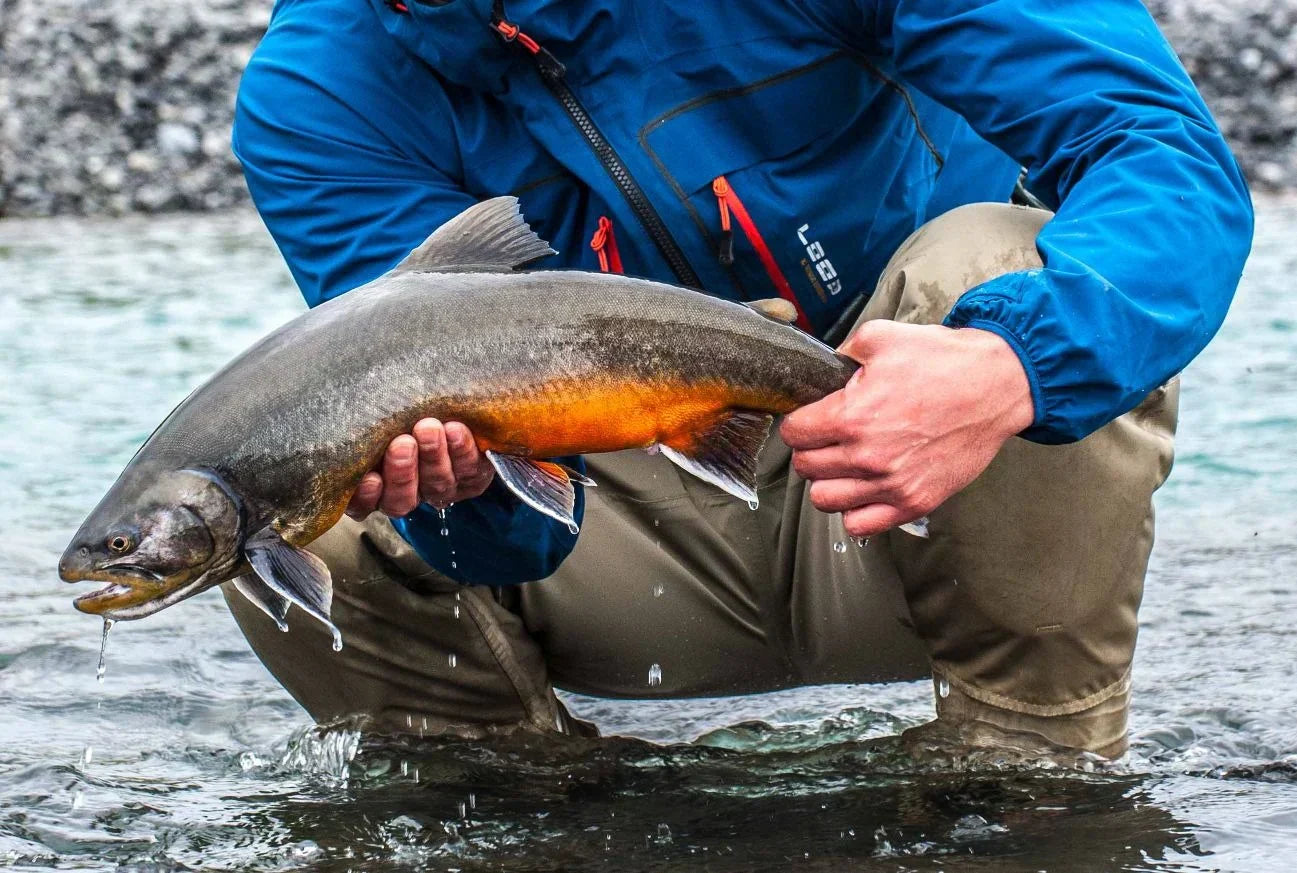 Angler holding a large fish in a river during the Icelandic Trophy Tour