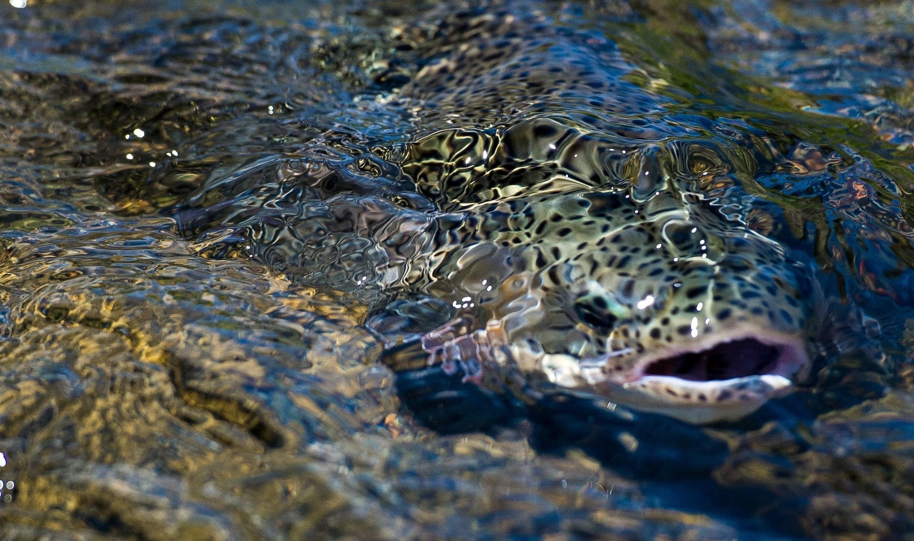 Speckled trout swimming in shallow, rocky water