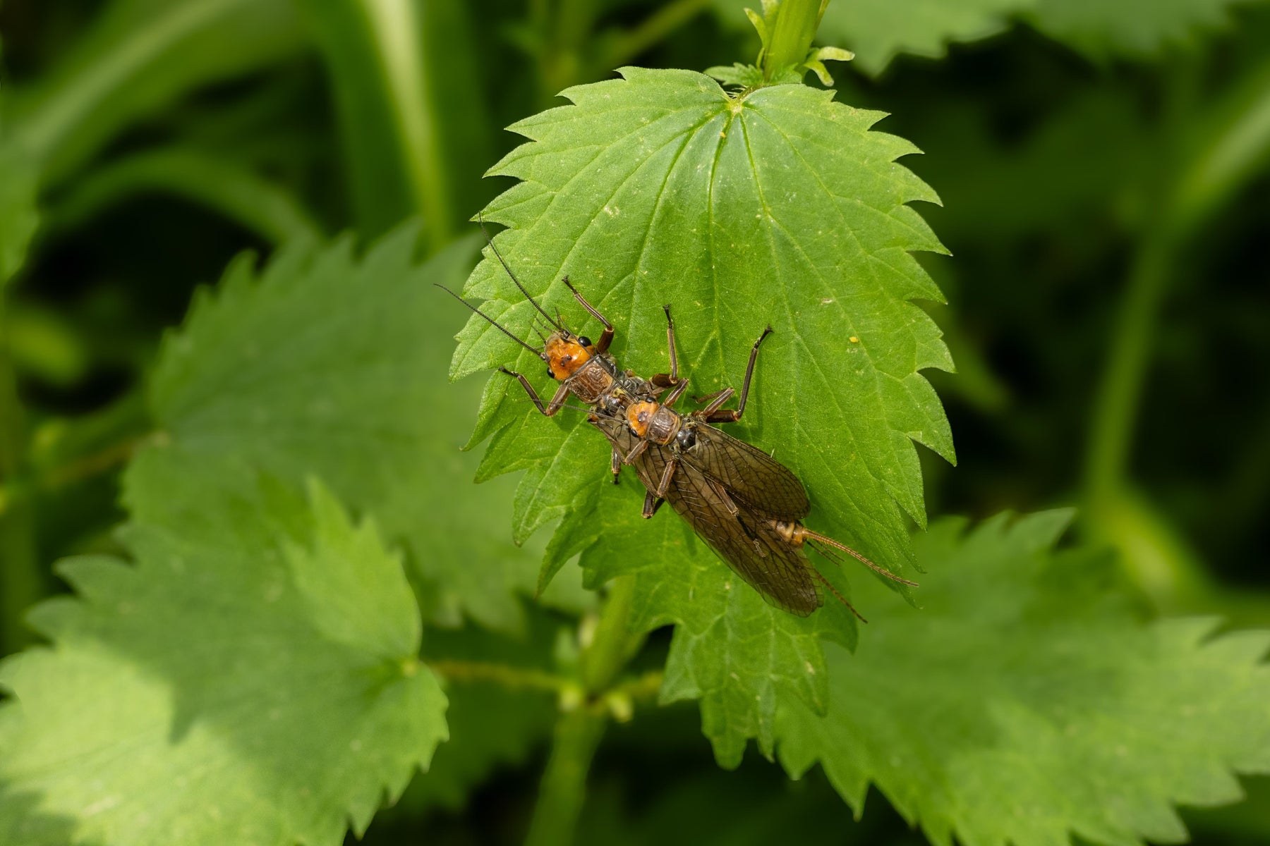 Two golden stoneflies mating on a green leaf in dense foliage