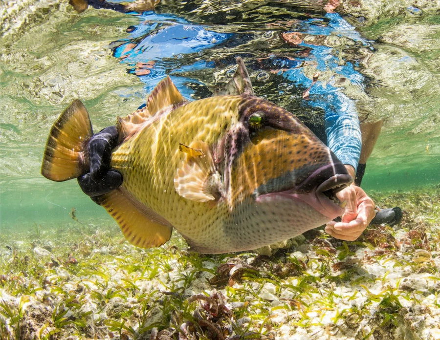 Angler holding a large yellow triggerfish underwater over seagrass at Alphonse Atoll