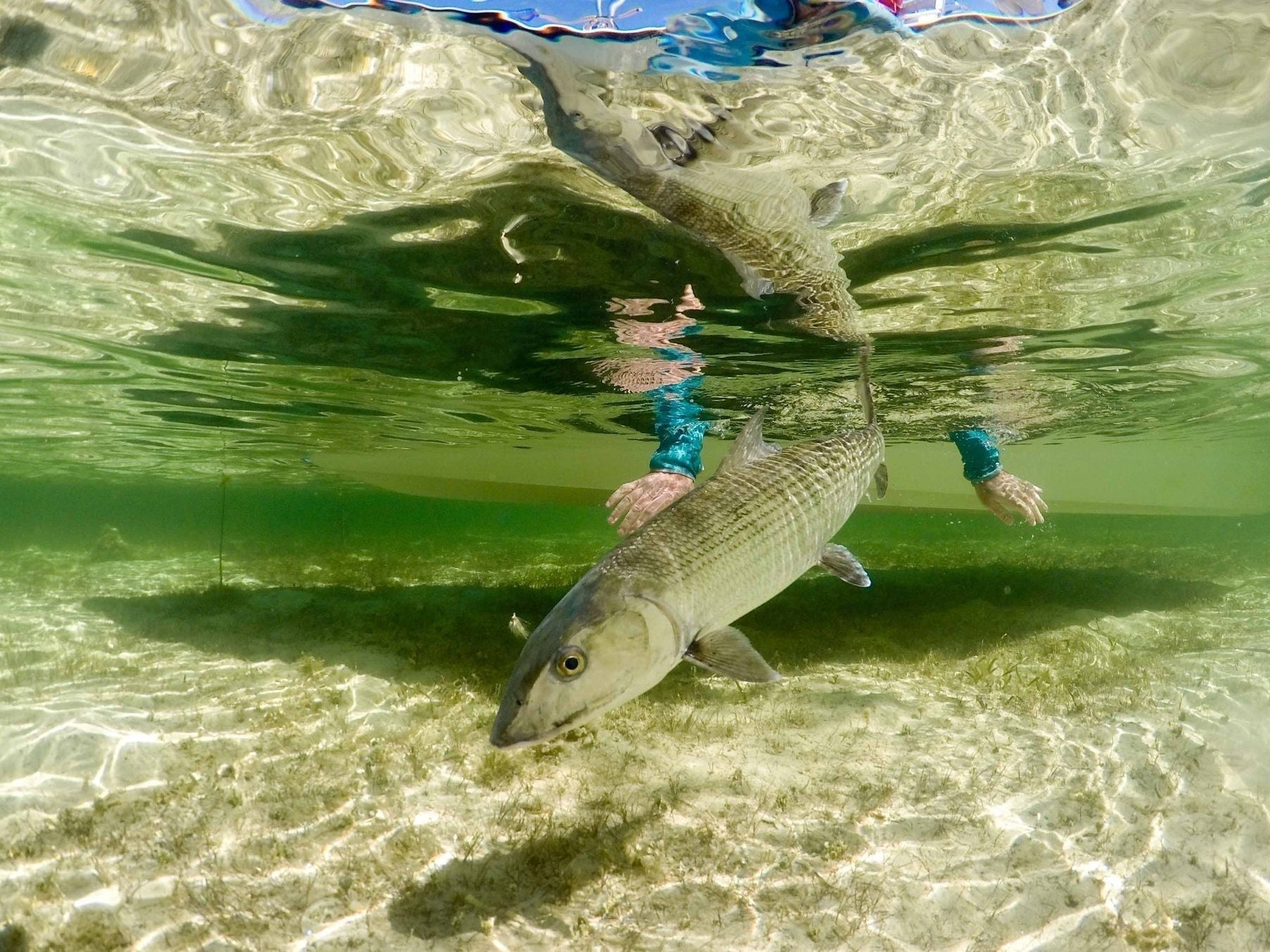 A Guide to Fly Fishing Abaco, Bahamas | Yellow Dog Flyfishing A Guide to Fly Fishing Abaco, Bahamas | Yellow Dog Flyfishing
