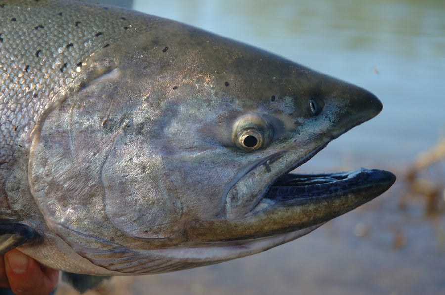 yellow-dog-flyfish Alaska: Overnight Float Trips with Alaska Rainbow Adventures.