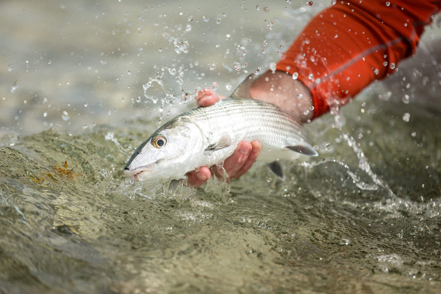 yellow-dog-flyfish Incredible Last Minute Discount to Turneffe Flats Lodge.