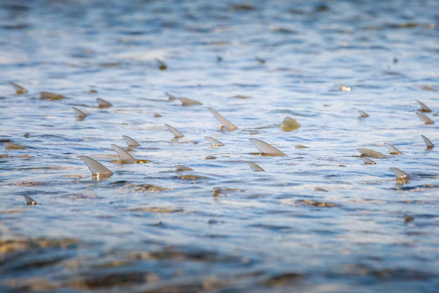 yellow-dog-flyfish 1 WEEK, 1 CLIENT, 12 PERMIT AND A 20 POUNDER!.