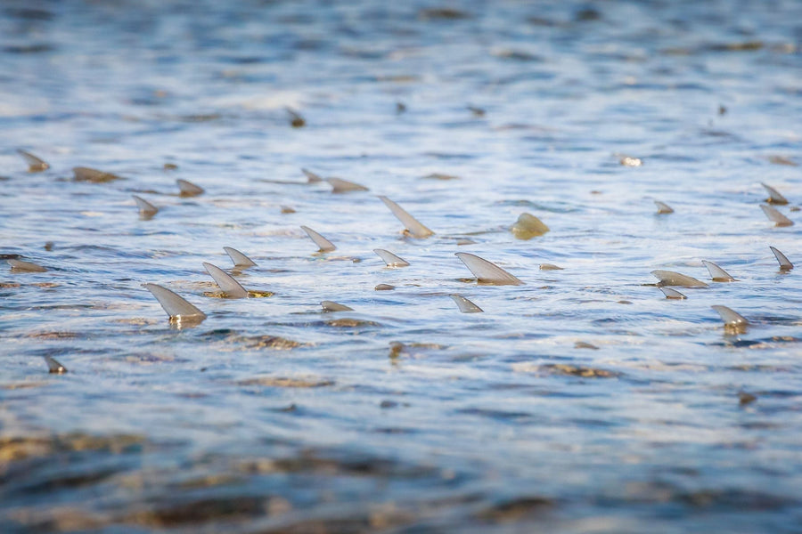 yellow-dog-flyfish Targeting the Fabled Grand Slam in the Caribbean - Part Two.