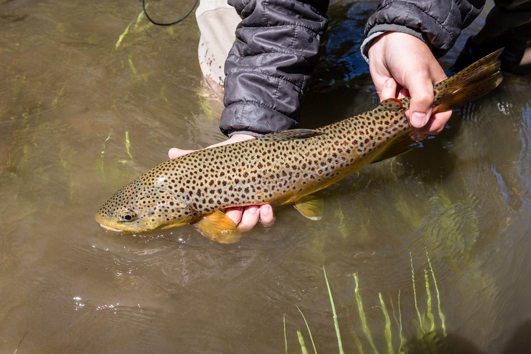 articles/BGP_YD_SMITH_RIVER-356_1.jpg