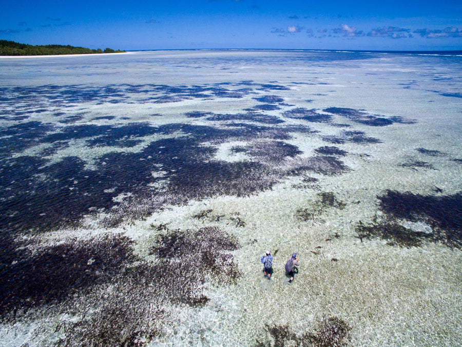 yellow-dog-flyfish Seychelles: Alphonse and Cosmoledo Trip Report.