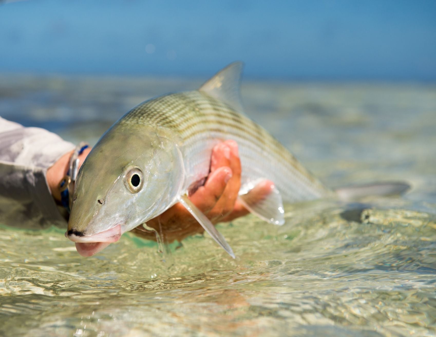 yellow-dog-flyfish The 8 Best Bonefishing Destinations in the World.