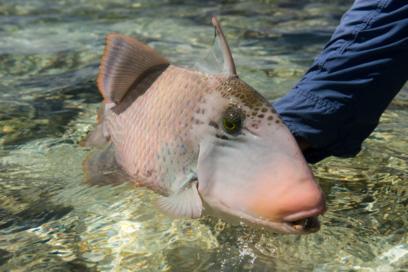 Alphonse Island Triggerfish