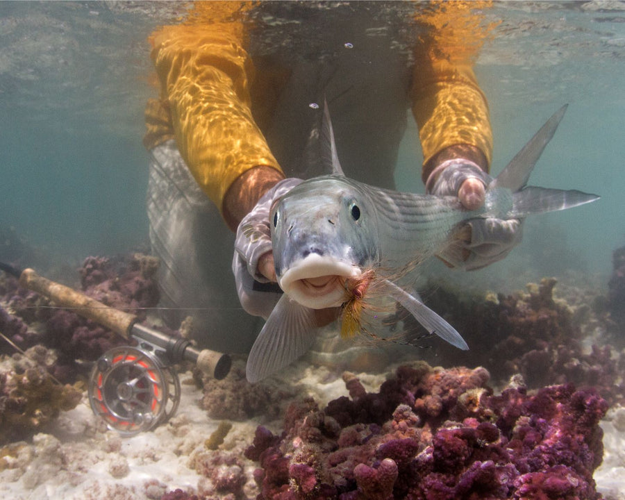 yellow-dog-flyfish Beginner Trip Series: Saltwater Fly Fishing Trips For Beginners.