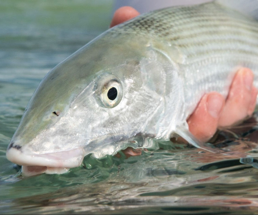 yellow-dog-flyfish 11 Important Tips For Your Next Saltwater Fly Fishing Trip.