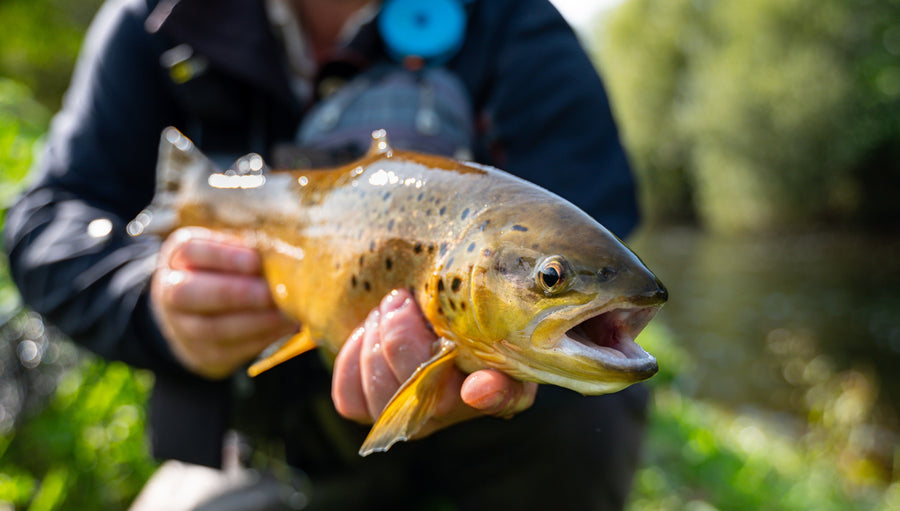 yellow-dog-flyfish September 2023: Ireland Trip Report.