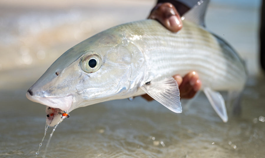 November 2025 Client Trip Recap: Da Bay Area Bonefish Lodge
