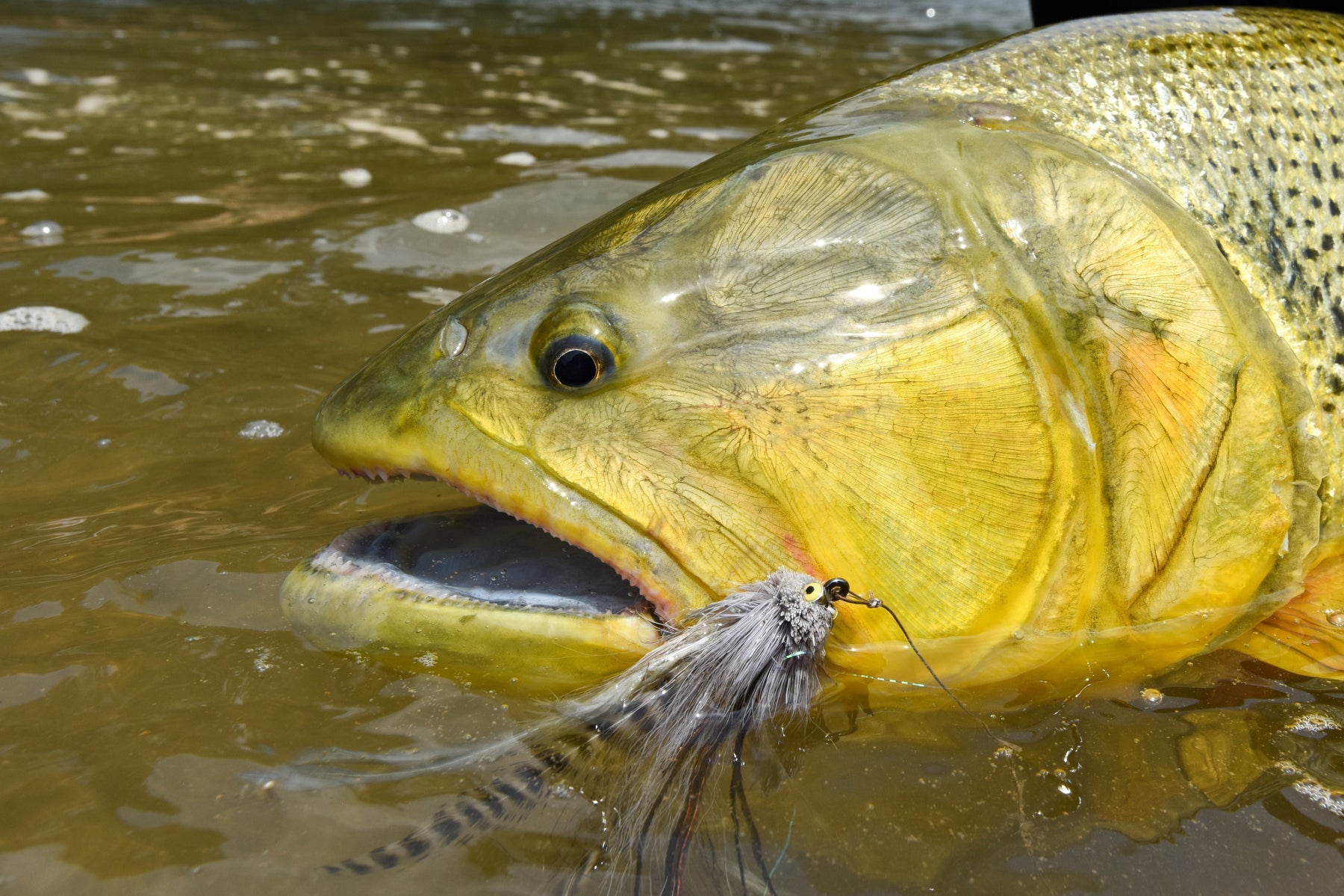 best fly reel for golden dorado Custom Abel TR (Builder) Golden Dorado Flies - Our