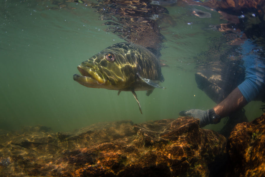 yellow-dog-flyfish CLIENT REPORT: WIRE LEADERS, MONKEYS, AND PLENTY OF FISH IN BRAZIL.