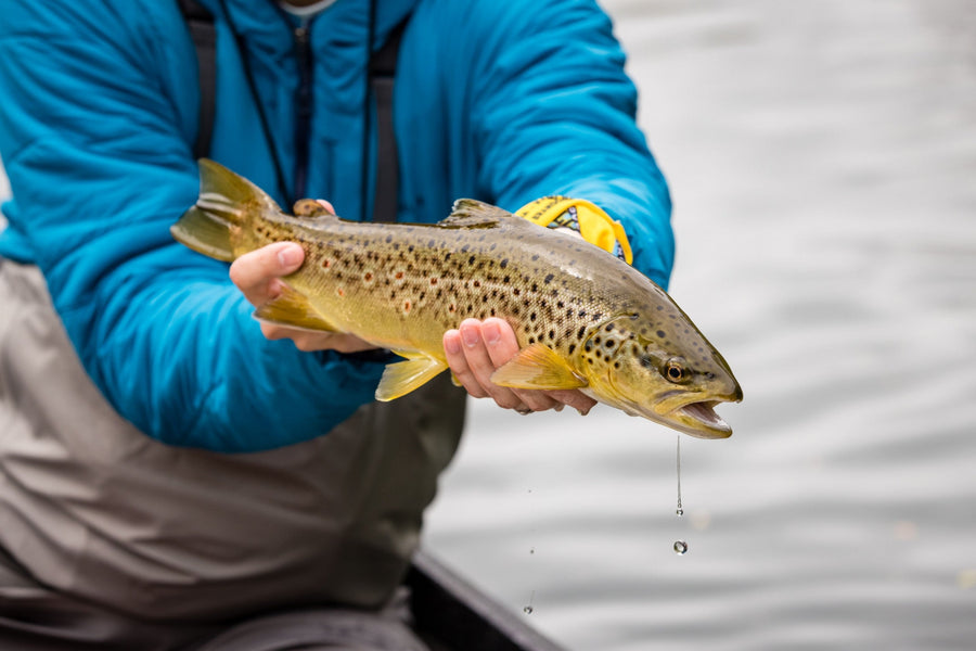 yellow-dog-flyfish Yellow Dog Introduces New Southern Trout Programs.