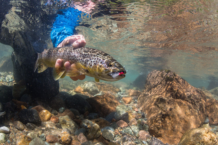yellow-dog-flyfish Patagonia: Massive Last-Minute Discounts To Magic Waters Lodge.