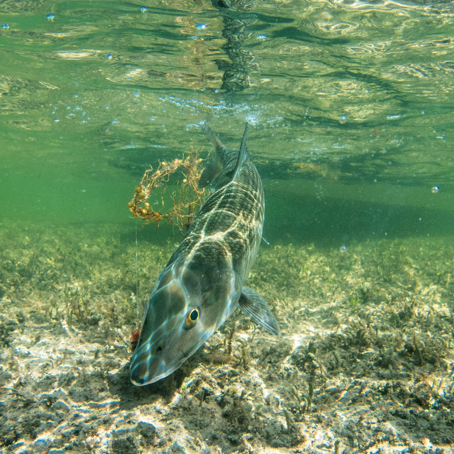 yellow-dog-flyfish A Guide to Fly Fishing Grand Bahama.