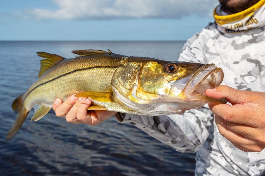 yellow-dog-flyfish A Guide to Fly Fishing for Snook.