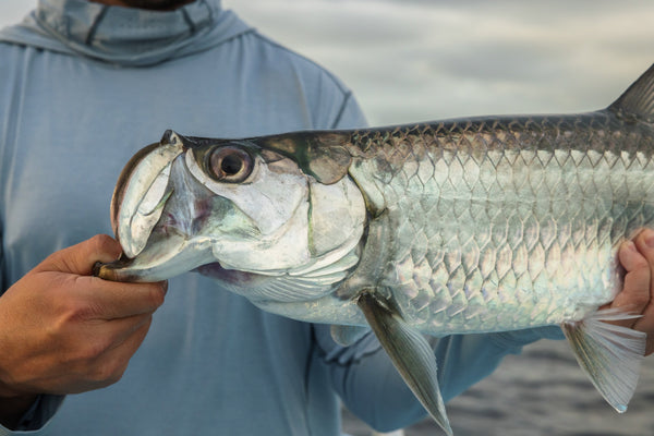 yellow-dog-flyfish Tarpon Coast Adventure.
