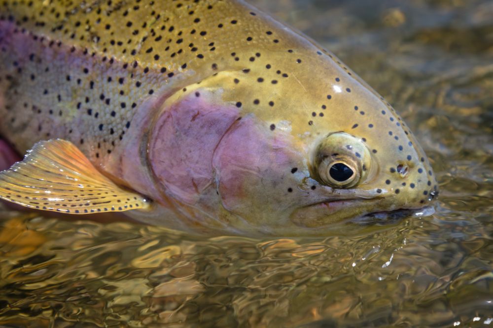 articles/Gregson_B_Missouri-River_TroutShop-161_6ec09bba-b152-4444-8c28-d3c5f906c115.jpg