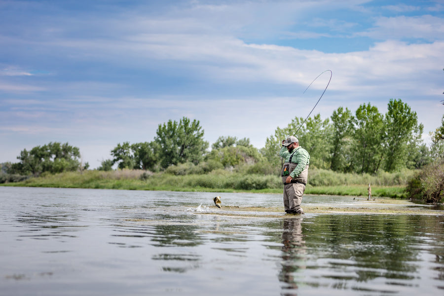 yellow-dog-flyfish Montana: Overview of the Missouri, Bighorn, Madison, and Yellowstone Rivers.