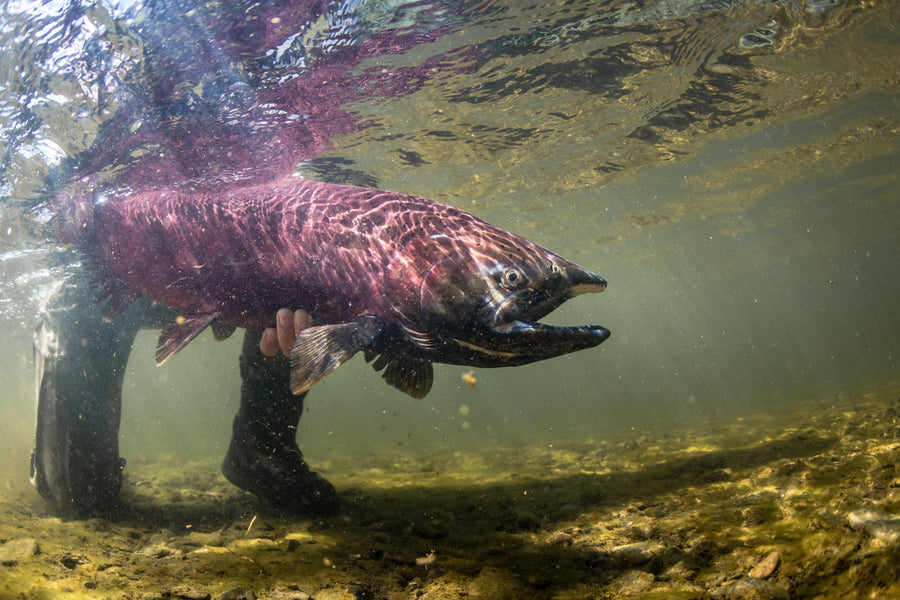 yellow-dog-flyfish Top 3 Reasons to Fly Fish Alaska in September.