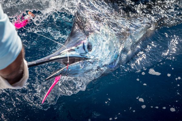 yellow-dog-flyfish Debunking 10 Myths About Bluewater Fly Fishing.